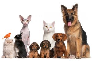 CANADA: SEX ACTS WITH ANIMALS NOW LEGAL